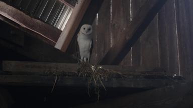 Fantasmas 3x1