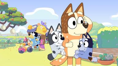 Bluey 1x36